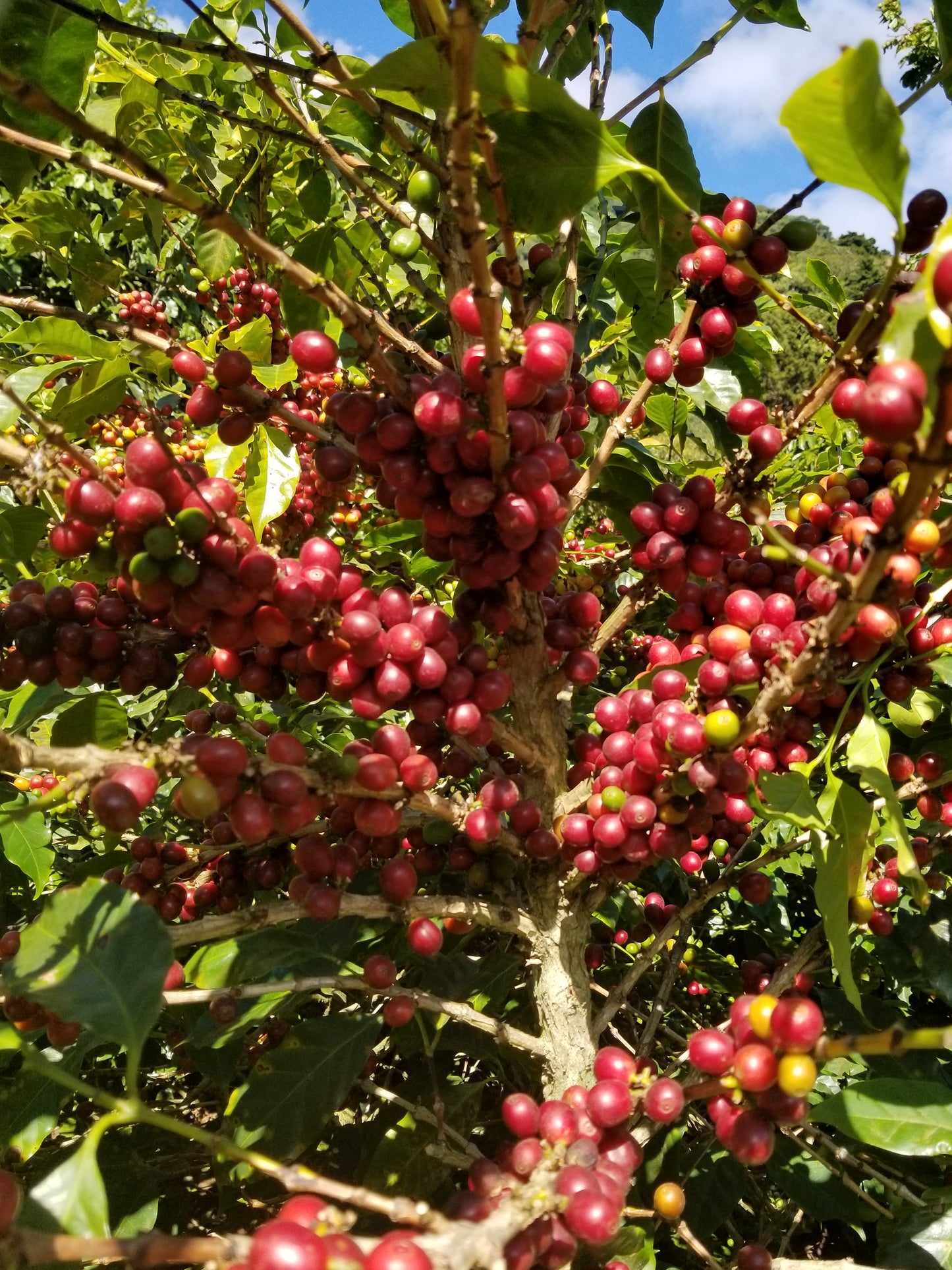 COFFEE: La Providencia - Medium Roast