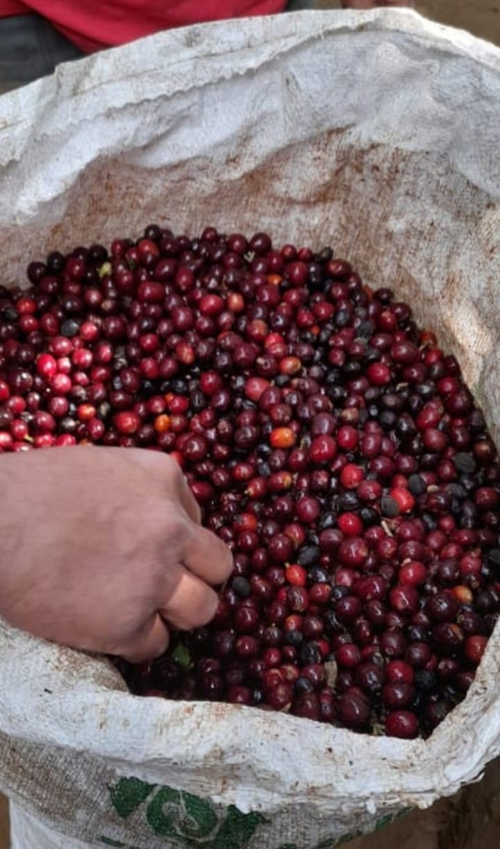 COFFEE: Finca La Libertad - Medium Dark Roast