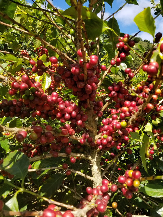 One Child Coffee: Crafting Exceptional Coffee for a Cause