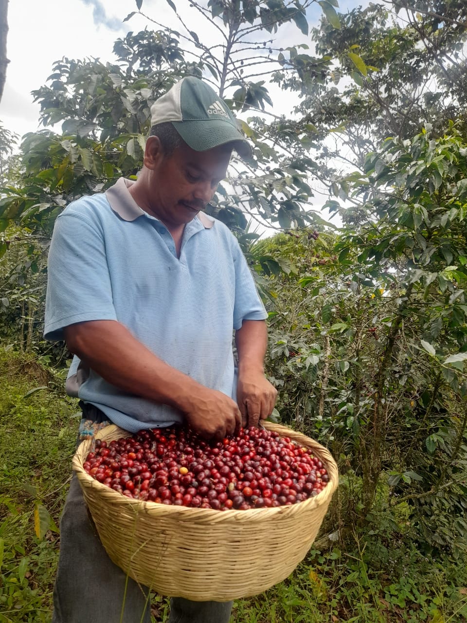 Coffee cherries are picked into baskets