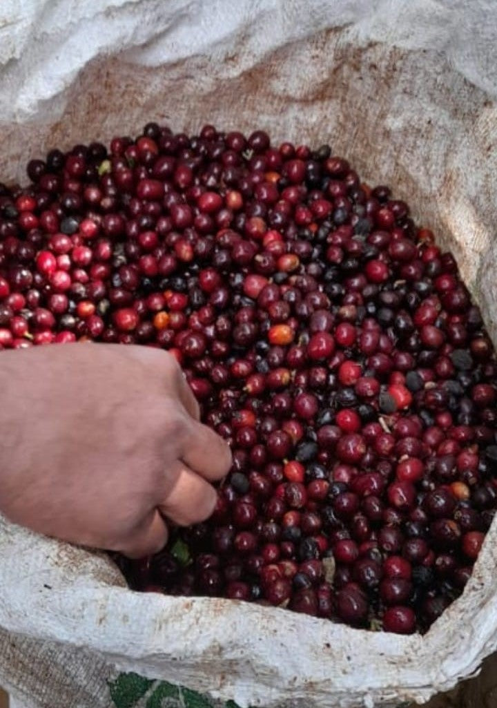 Dark Chocolate Coated Espresso Roast Beans