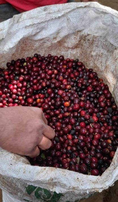COFFEE: Finca La Libertad - Medium Dark Roast